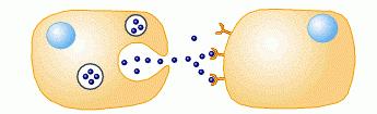 Segnalazione paracrina cellula secernente cellula bersaglio Le molecole segnale rilasciate da una cellula agiscono su cellule bersaglio situate nelle immediate vicinanze.