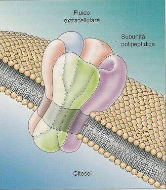 CANALI IONICI Proteine che attraversano la membrana unite a formare un poro.
