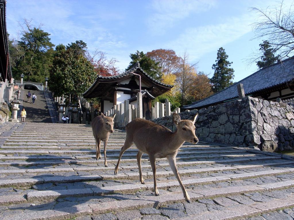 A partire dal Fujiyama, proseguendo con i parchi nazionali dell Hokkaido o di Nikko e Hakone, terminando con le zone costiere del Kyushu e dello Shikoku, la Natura giapponese è amata e riverita come