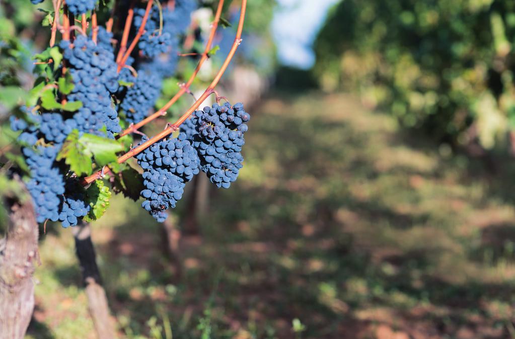 Il Vino Il nostro vino proviene da una vigna chiamata vigna del cielo.