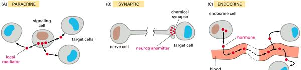 Tre strategie di segnalazione chimica: paracrina, sinaptica ed endocrina Molte cellule secernono una o più molecole segnale,che funzionano come mediatori chimici locali Le cellule nervose