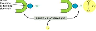 La fosforilazione può avvenire sul gruppo