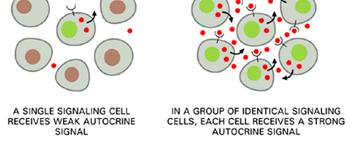 La segnalazione autocrina: alcune cellule secernono una o più molecole