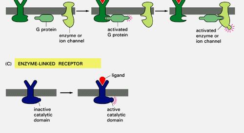 ionici legati alle proteine G