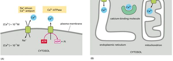 spostando il Ca2+ verso l esterno della cellula o in