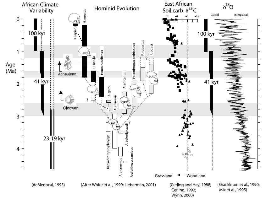 VARIAZIONI DELLA CICLICITÀ CLIMATICA Cicli variabilità clima Evoluzione Ominini Curva isotopi carbonio Curva isotopica