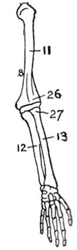 Braccio 11 omero 26 condilo omerale Avambraccio 13 radio 12 ulna 27
