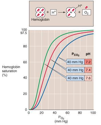 ph e affinità per l O 2 Effetto ph - Bohr Hb è un potente tampone per gli idrogenioni I gruppi titolabili che contano sono quelli che hanno un pk vicino al range fisiologico
