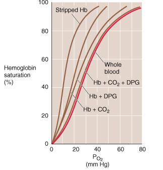 Emoglobina fetale HbA stripped : Hb in assenza di CO 2, H +, 2,3-DPG e ATP HbA e HbF stripped hanno la stessa affinità per l O 2 Le catene dell