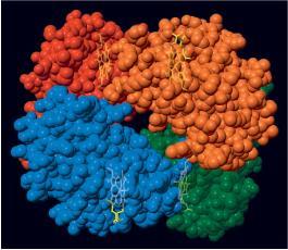 Emoglobina Emoglobina normale adulta (HbA) Tetramero (68 kda) Ogni monomero: eme + globina Globina: polipeptide: catene e Stechiometria
