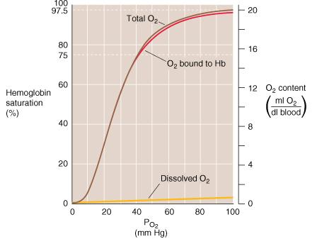 Curva di dissociazione dell ossiemoglobina v P 50 a Capacità di trasporto per l O 2 in vivo: 1.35 ml O 2 gr Hb -1 Massima capacità di trasporto: 1.