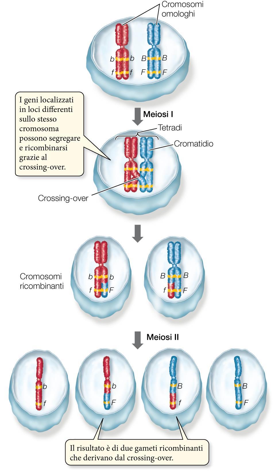 La ricombinazione genica Un gene è una sequenza di DNA che si trova in un locus del cromosoma.