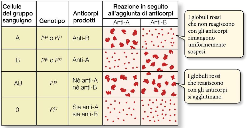 La codominanza Negli eterozigoti entrambi gli alleli sono espressi (per esempio, nei