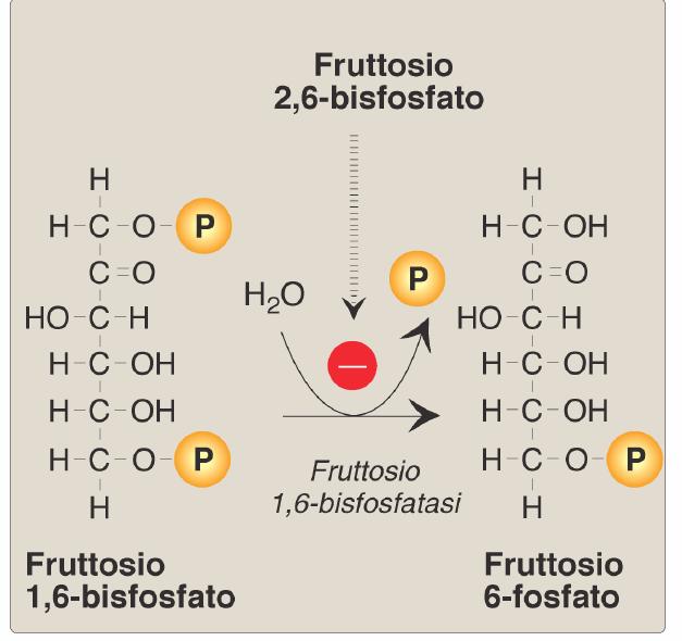 Le altre 2 reazioni irreversibili sono aggirate mediante reazioni di idrolisi ad opera di 2 fosfatasi G = - 16,3 KJ/mole I 2 passaggi opposti (fosforilazione) sono