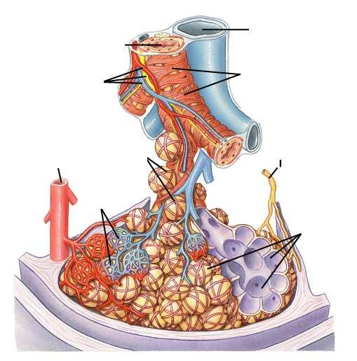 Bronchioli Arterie, vene e nervi bronchiali Branca arteria polmonare Muscolo liscio Branca della vena polmonare Fibre elastiche Capillarii Vasi linfatici Alveoli Lo scambio dei gas respiratori