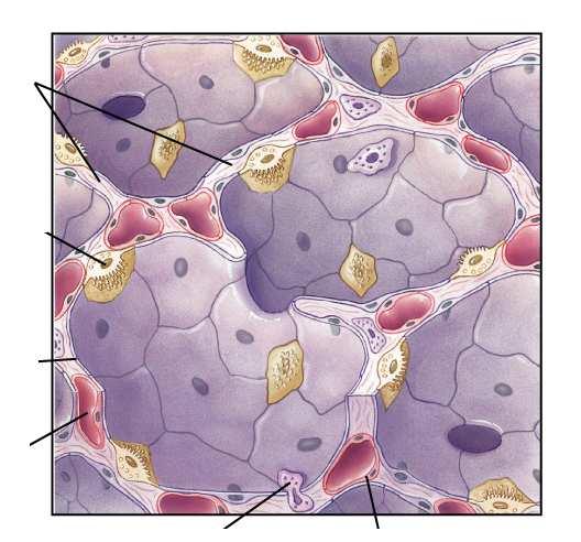 Struttura alveolare: Gli alveoli sono composti di pneumociti di tipo I, per gli scambi gassosi, e pneumociti di tipo II che sintetizzano surfattante.