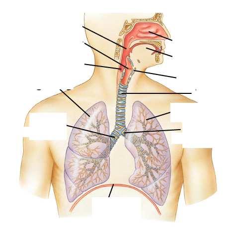 Faringe Corde vocali Esofago Polmone Ds Bronco Ds Diaframma Cavità nasali Lingua Laringe Polmone Sn Bronco Sn Trachea Il ricambio di aria alveolare è un processo intermittente legato