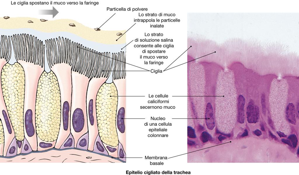 Anatomia apparato respiratorio Zona di conduzione: La fz primaria e quella di fornire una via di passaggio per l aria, non si verificano scambi di gas.