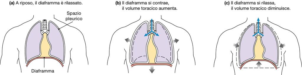 Ruolo del