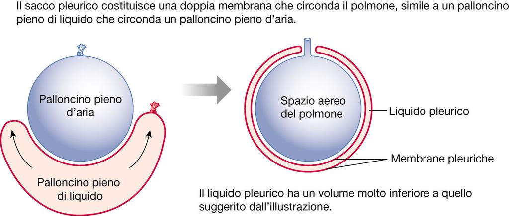 SACCO PLEURICO (Pochi ml) Funzioni del liquido pleurico 1.