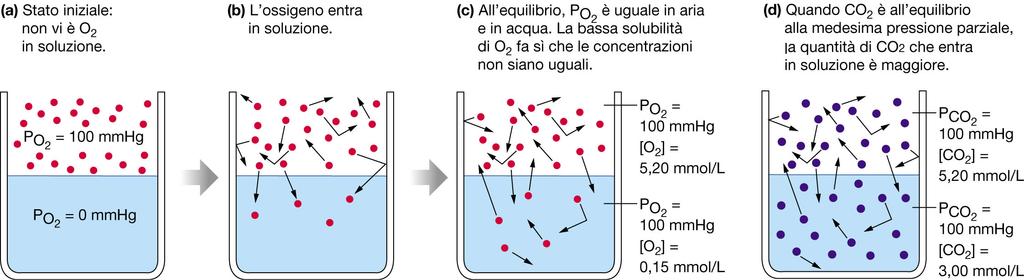 Proprietà dei gas in soluzione O2 non è molto solubile nelle soluzione acquose; la sua insolubilità è una delle ragioni
