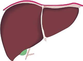 Vitamina K VIIIa IXa Rivaroxaban Apixaban