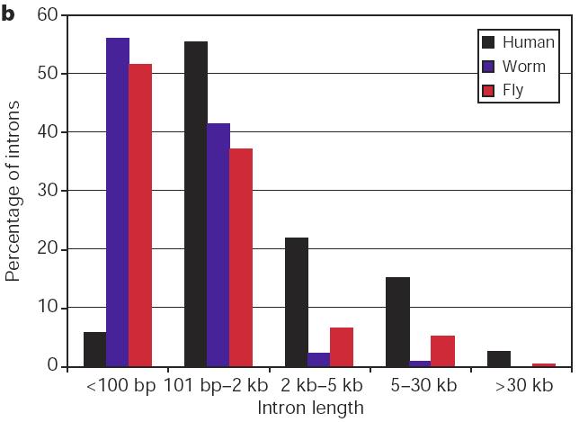 La struttura dei geni eucariotici: introni I geni umani contengono