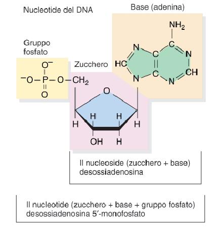 Legame fosfodiesterico 5-3 Nucleotidi del DNA