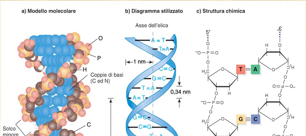 IL MODELLO TRIDIMENSIONALE La molecola di DNA è costituita da due catene polinucleotidiche avvolte l una intorno all altra; doppia elica destrorsa; Le due catene sono