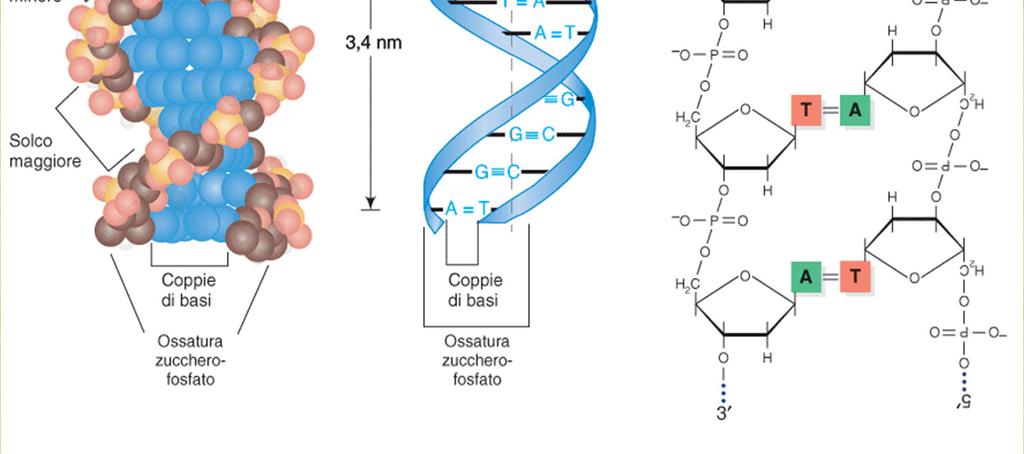 opposti sono legate insime da legami deboli (A-T) 2 legami H, (G-C) 3 legami H secondo le regole di Chargaff; Le coppie di basi sono distanziate 0,34 nm, mentre un intero giro