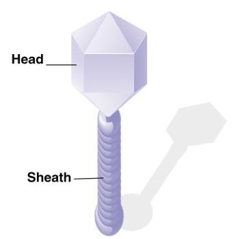 L ORGANIZZAZIONE DEL DNA NEI CROMOSOMI Genoma = cromosoma o set di cromosomi