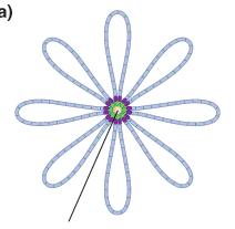 30-nm Componenti non-istoniche dell impalcatura Sezione cromosomica estesa