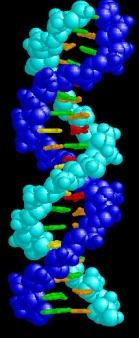 Le proteine sono la chiave per comprendere la funzione biologica Genome