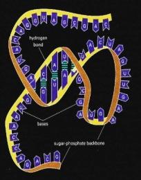 abbiamo bisogno del proteoma se già conosciamo il genoma?