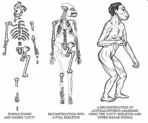 Fossili ritrovati e nominati Lucy Ricostruzione dell'intero scheletro Una ricostruzione di