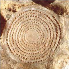 I NUMMULITI Fossili guida dell era Terziaria I nummuliti sono organismi unicellulari di notevoli dimensioni che possono essere osservati senza l'ausilio di apparecchiature particolarmente sofisticate
