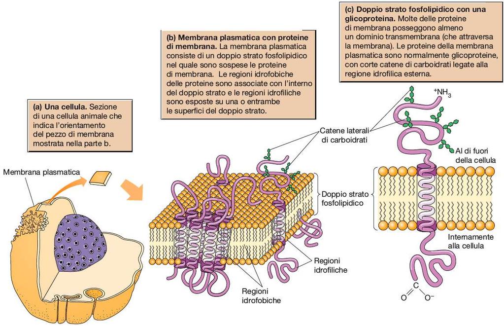 Avvolge la cellula, controlla gli scambi di sostanze con l ambiente esterno, percepisce segnali chimici e