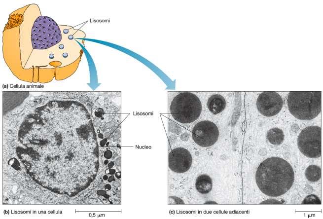 I lisosomi sono circondati da membrana e contengono enzimi destinati a digerire