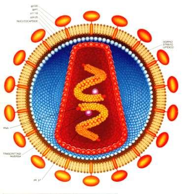 Il virus dell immunodeficienza umana (HIV, Human Immunodeficiency Virus) è l'agente responsabile della sindrome da immunodeficienza acquisita (AIDS).