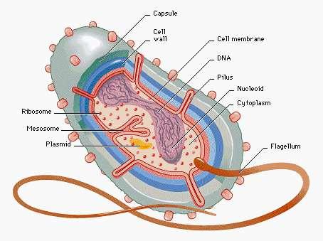 1 µm https://sites.