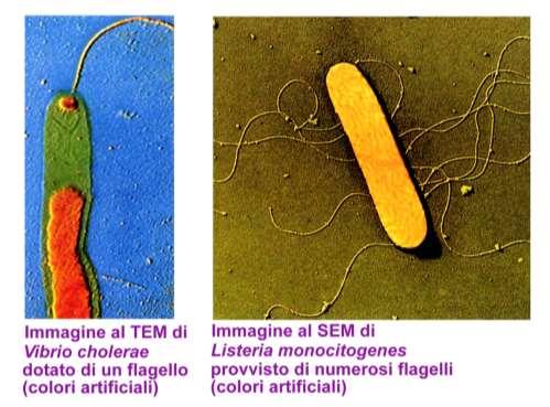 La maggior parte dei procarioti conduce vita autonoma o si organizza in biofilm, nutrendosi di materiale organico disponibile nell ambiente o