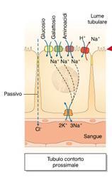 A) Trasporto attivo del sodio In ogni rene nel tubulo contorto prossimale vengono riassorbiti quotidianamente 1 kg di sale (NaCl) e 180 l di H2O Carico filtrato = Concentrazione plasmatica x Velocità