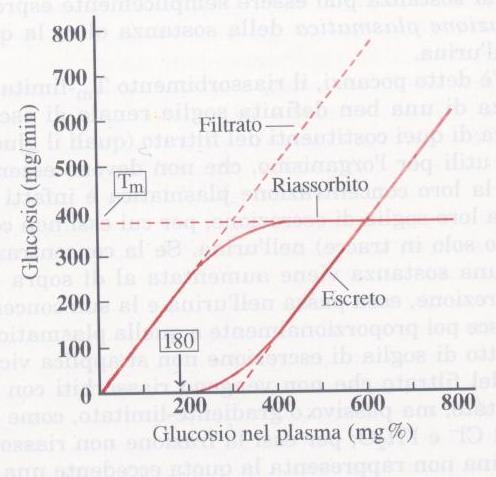 E) Riassorbimento del glucosio In cotrasporto con il Na+, trasportatori SGLUT SGLT2 90% riassorbimento gluc da parte dei reni La florizina (DAPAGLIFOZIN, 2015) blocca il riassorbimento di glucosio,