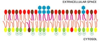 Le proteine (e non solo) sono orientate nella membrana in modo asimmetrico La membrana è asimmetrica;