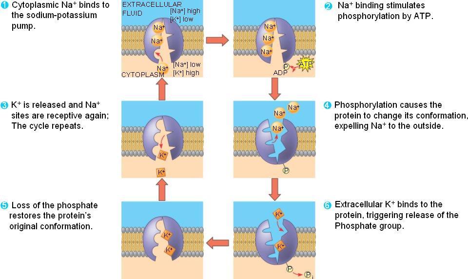 Trasporto attivo primario La pompa Na-K (ATPasi
