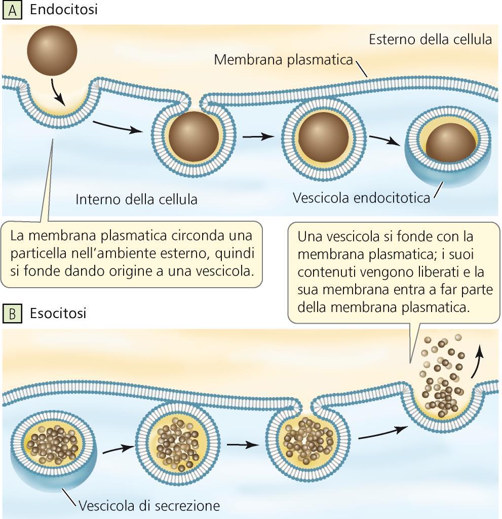 Le macromolecole e le particelle entrano