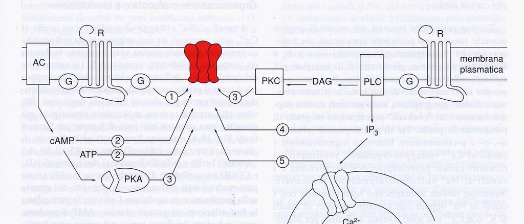 GPCR La subunità α e il complesso β/γ attivano effettori che possono essere Enzimi: Adenilati ciclasi Fosfolipasi Canali