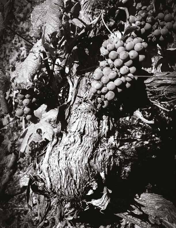 fierezza BUSSIA in Monforte d'alba Vino frutto dell assemblaggio di uve provenienti da 2 diversi vigneti all interno della sottozona, con esposizione a sud-ovest e altitudine media di 410 m slm.