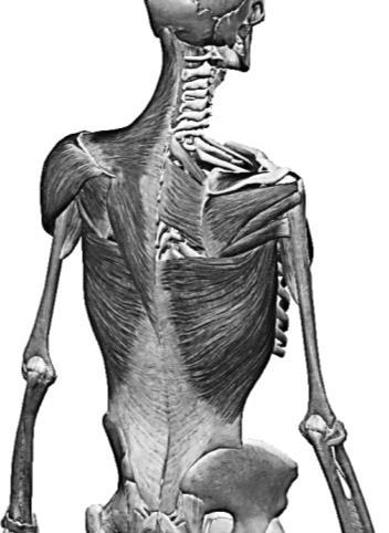 1 Alcuni dei muscoli che compongono quella che in palestra è chiamata schiena (il trapezio destro è stato omesso per mostrare i muscoli sottostanti, elevatore della scapola e romboidi). Figura 6.