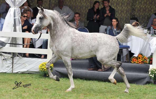 Bronze Champion Stallions (Pesal x Gracja-Bis) Breeder: M Bogajewicz/Poland - Owner: